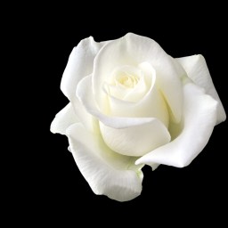 My Least Favorite Position